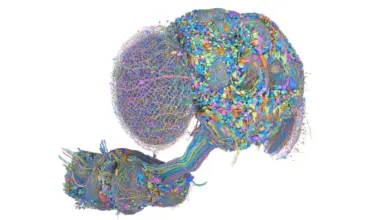 Digital Fruit Fly Brain Powers Video Game Adventures / X
