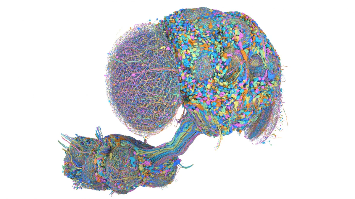 Digital Fruit Fly Brain Powers Video Game Adventures / X