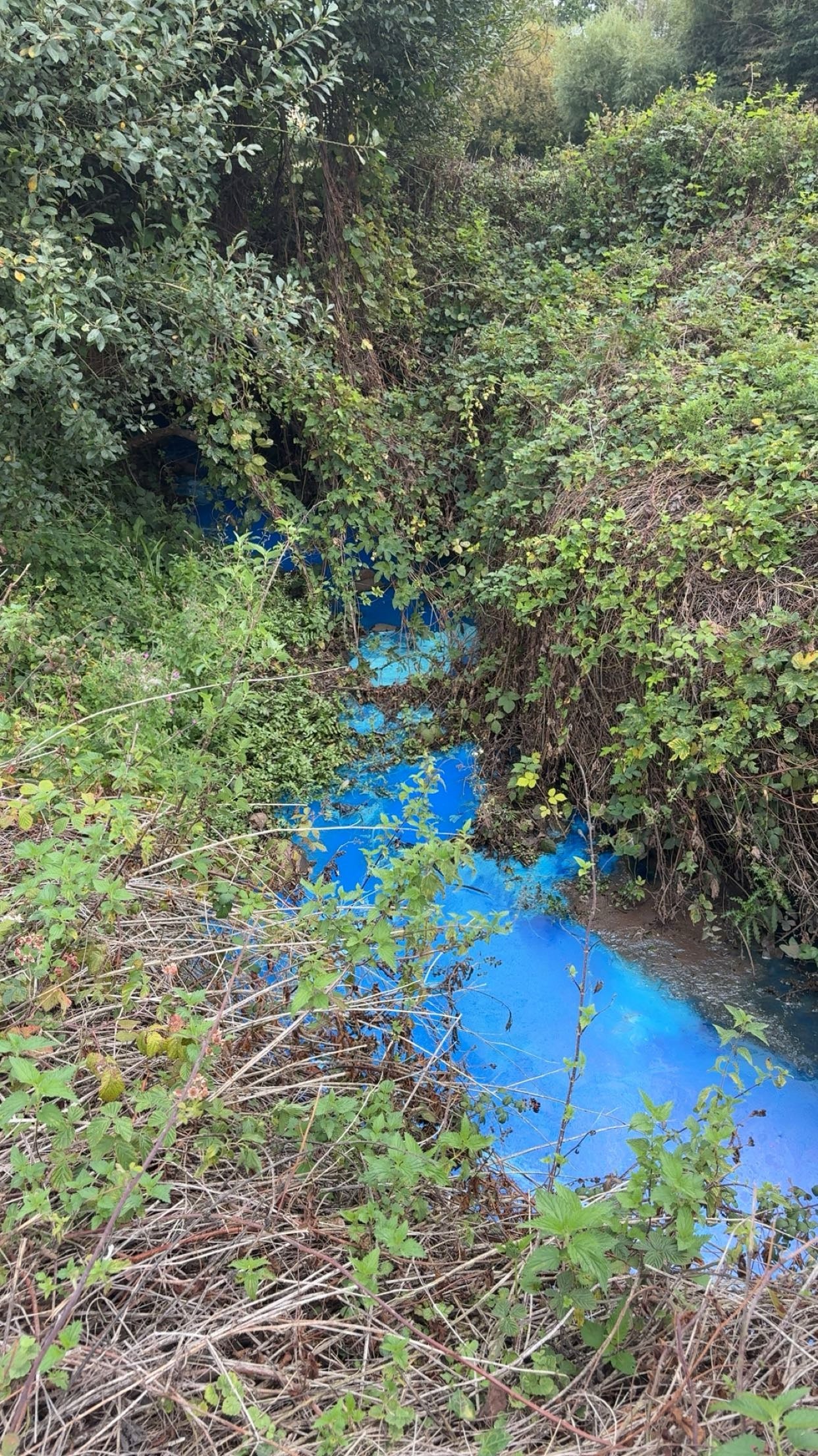 Pictures show the bright blue stream in Devon