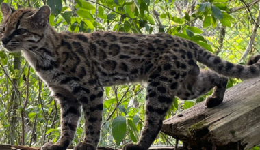 A man thought he’d found a stray kitten. It turned out to be a new species of wild cat