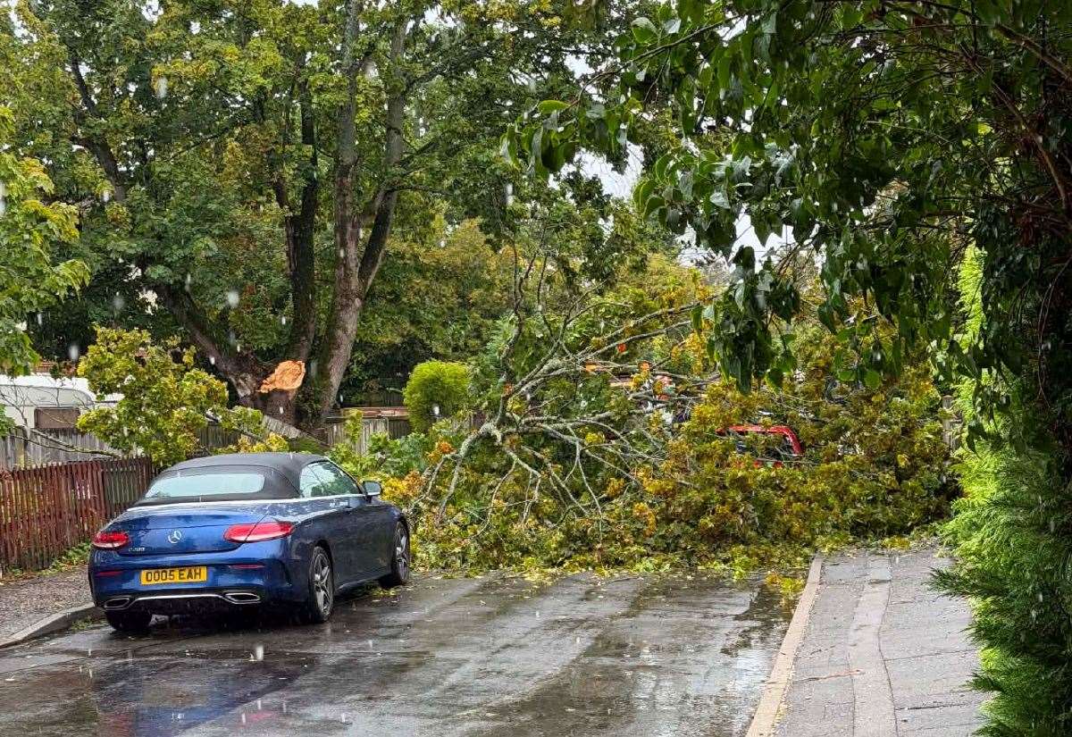 Fallen tree blocked access to Jubilee Avenue in Fakenham