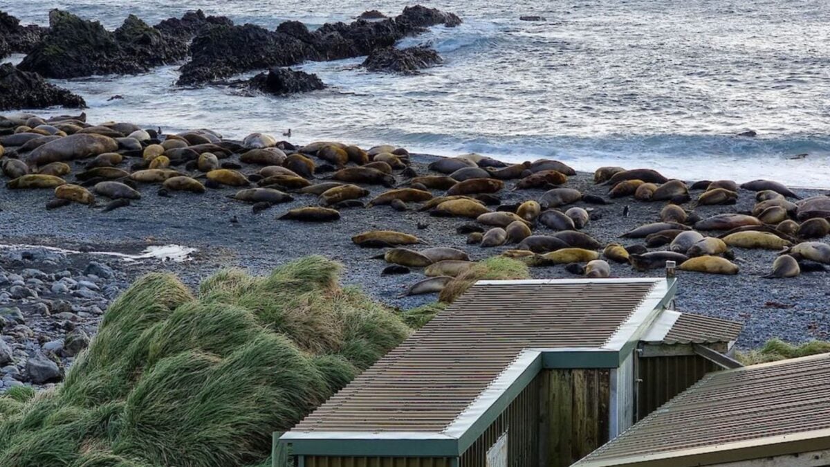 Australia Is Evacuating an Antarctic Base So No One Has to Watch Thousands of Seals Die