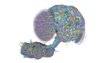 See a map of the male fruit fly brain