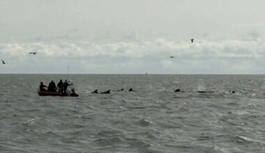 Pod of rarely-seen whales herded past Whitstable coast