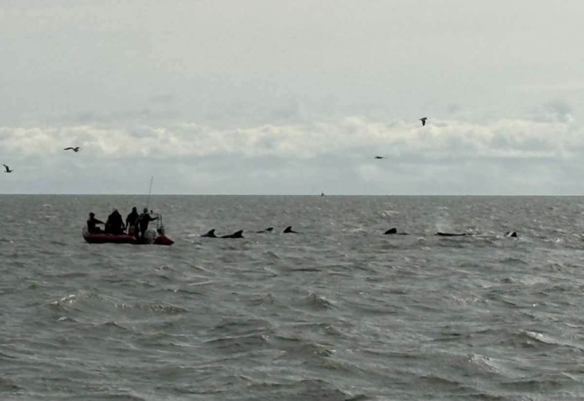 Pod of rarely-seen whales herded past Whitstable coast