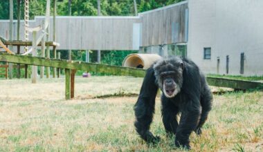 Cataract Surgery Restores Sight for 54-Year-Old Chimpanzee–the First Such Procedure at Chimp Haven