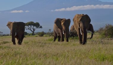 Who is poisoning Kenya’s elephants? – The Irish Times