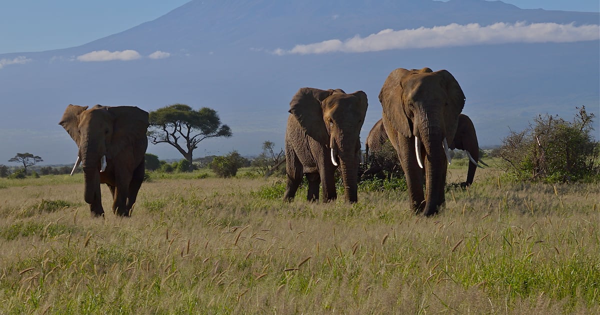 Who is poisoning Kenya’s elephants? – The Irish Times
