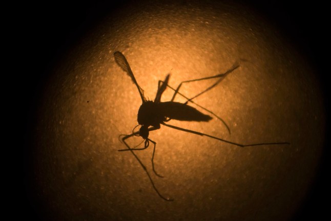 FILE - In this Jan. 27, 2016, file photo, an Aedes aegypti mosquito known to carry the Zika virus and the Dengue fever, is photographed through a microscope at the Fiocruz institute in Recife, Pernambuco state, Brazil. In a statement on Friday, Oct. 14, 2022, the European Medicines Agency is recommending that a dengue vaccine made by the Japanese pharmaceutical Takeda be authorized, in a move that could provide a new tool for millions worldwide against the potentially fatal disease. (AP Photo/Felipe Dana, File)