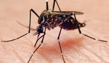 Warning issued as mosquitoes carrying Zika virus found breeding in London | News UK