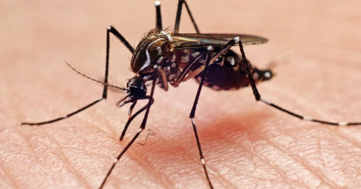 Warning issued as mosquitoes carrying Zika virus found breeding in London | News UK