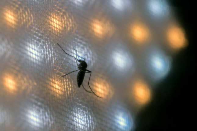 (FILES) An Aedes aegypti mosquito is kept in a cage for researchers to collect their eggs, at a laboratory of biotech company Wolbito do Brasil, in Curitiba, Parana state, Brazil on March 19, 2026. The world's largest breeding factory for the mosquitoes -- nicknamed "wolbitos" after the Wolbachia bacterium they were injected with to block the transmission of dengue -- is located in the southern city of Curitiba. The anti-dengue mosquitoes have been introduced to 15 countries, but nowhere have they protected as many people as in Brazil -- an estimated six million people since 2011, when scientists first began testing the method. (Photo by Nelson ALMEIDA / AFP via Getty Images)