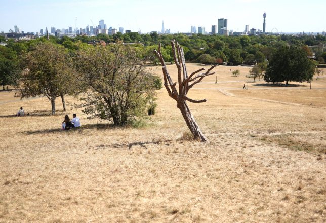 LONDON, ENGLAND - AUGUST 3: People sit in the shade of trees on the scorched grass of Primrose Hill on August 3, 2026 in London. Drought has been declared across seven areas of England; East Anglia; Hertfordshire and the whole of London; Thames Valley; Hampshire & the Isle of Wight; Devon & Cornwall; the West Midlands; Wessex (covering Dorset, Somerset, Wiltshire, and south Gloucestershire). (Photo by Peter Nicholls/Getty Images)