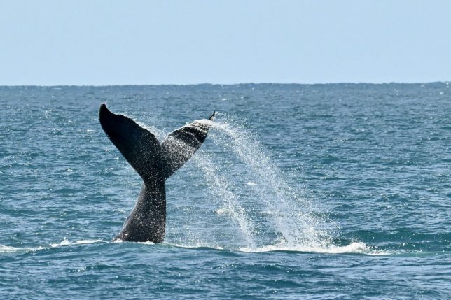 The tail of a humpback whale (Megaptera novaeangliae) surfaces out of the Atlantic Ocean at the Abrolhos Archipelago, Bahia State, Brazil on August 19, 2026. (Photo by Evaristo Sa / AFP via Getty Images)