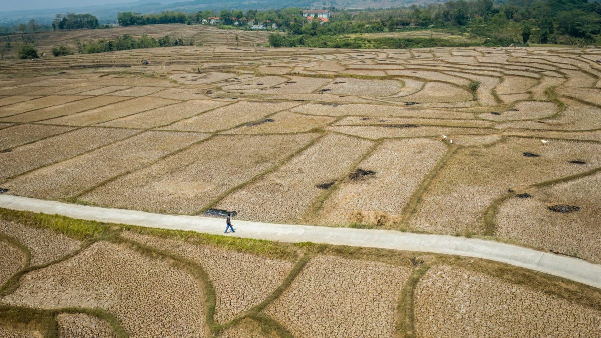 This aerial picture shows a villager walking between dried-up rice fields with cracked soil caused by a prolonged dry season at Wening Galih village in Bogor, West Java on August 28, 2026. The drought in the region has lasted for the past three months. (Photo by ADITYA AJI / AFP via Getty Images)