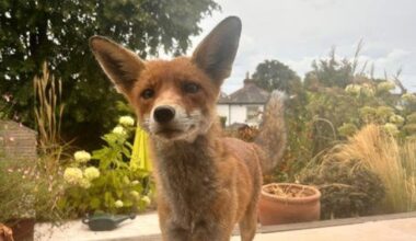 'A fox came into my bedroom': The neighbours divided over feeding urban animals