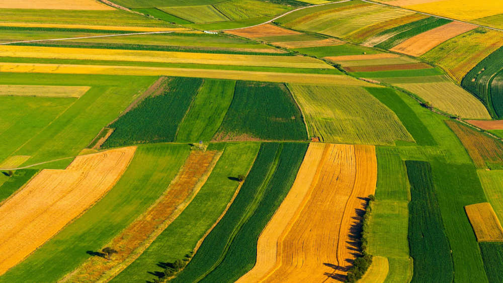 Birds-eye view of crop fields.
