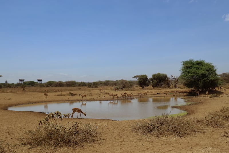 Wildlife and farmers are attracted to the plentiful water in Amboseli, Kenya. Photograph: Hannah McCarthy