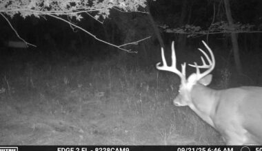 Why You're Not Getting Early Season Bucks on Trail Camera