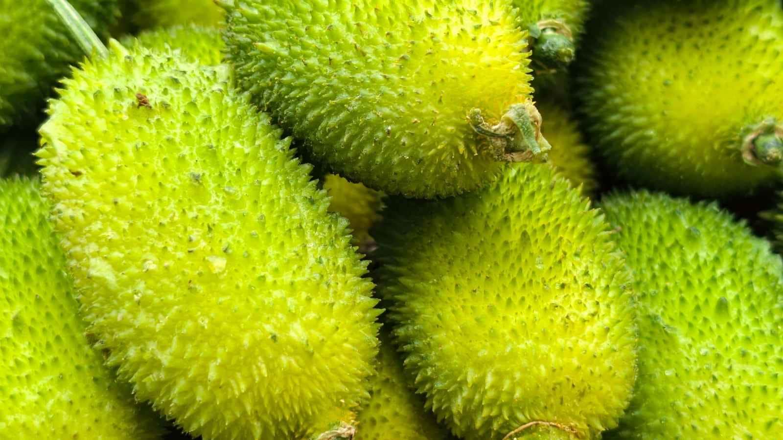 The Bitter Vegetable in Bharatpur: Spiny gourd (Momordica dioica) is a seasonal vegetable found in Bharatpur, Rajasthan, during the monsoon. Locally called bitter kakora, it is smaller than regular kakora and is recognised for its distinct appearance and naturally bitter flavour. The Bitter Vegetable in Bharatpur: Spiny gourd (Momordica dioica) is a seasonal vegetable found in Bharatpur, Rajasthan, during the monsoon. Locally called bitter kakora, it is smaller than regular kakora and is recognised for its distinct appearance and naturally bitter flavour.