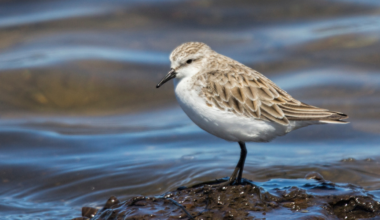 Melbourne began pumping its sewage onto paddocks west of the city in 1897. The 10,500-hectare site that grew out of that arrangement now treats around 500 megaliters a day and holds close to 300 bird species, some of them flying in from Siberia, on a site where birdwatching normally requires a permit.