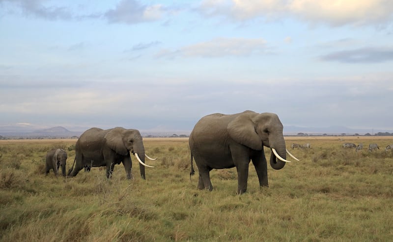 A partnership between the wildlife service and the local Maasai has drastically reduced poaching in Amboseli and helped revive the local elephant population to more than 2,000. Photograph: Hannah McCarthy