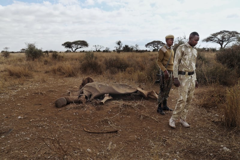 Rangers beside the remains of a recently deceased elephant at Amboseli National Park. Photograph: Hannah McCarthy