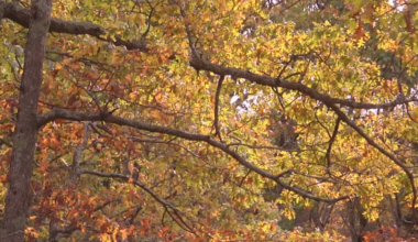 Mental health expert: Fall’s arrival brings comfort, challenges