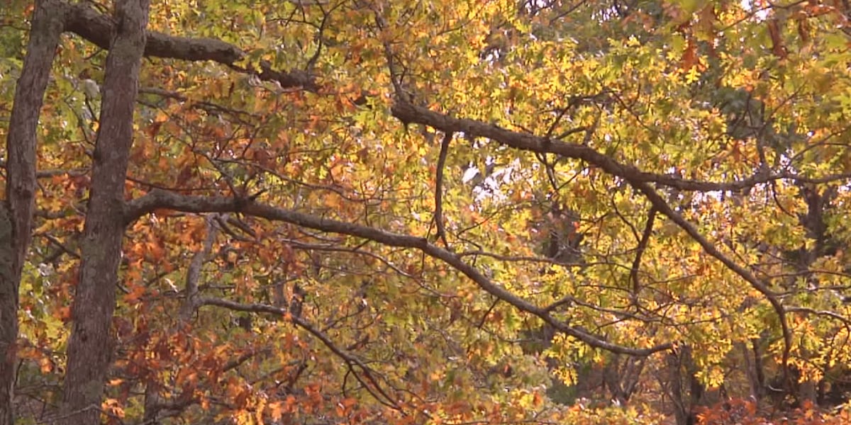 Mental health expert: Fall’s arrival brings comfort, challenges