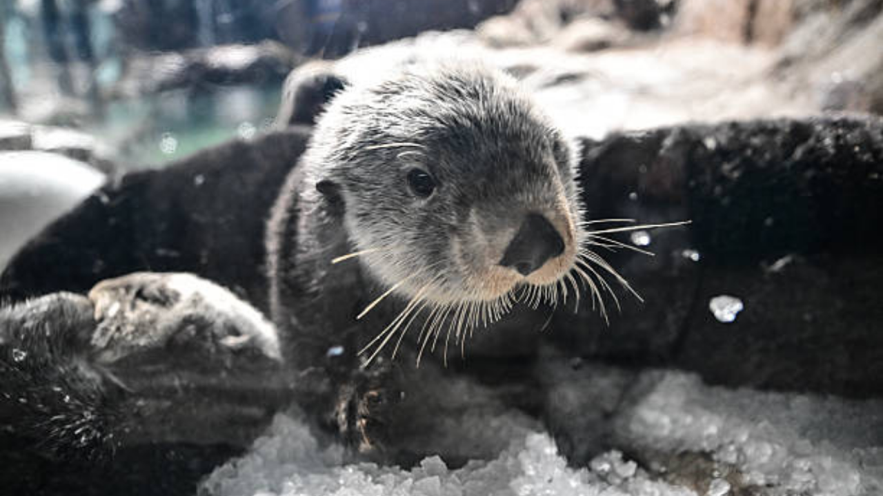 Otters keep the sea urchin population in check with their diet, allowing kelp habitats and the marine life underwater to recover. A flourishing ecosystem<br><br>