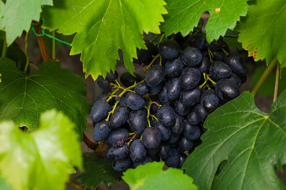 A large cluster of ripe dark blue grapes hangs on the vine in close-up among lush green leaves. Natural bloom is visible on the oval berries, indicati