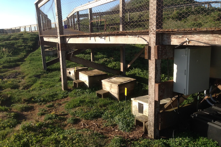 A wooden boardwalk over grassy vegetation, underneath there are four wooden penguin nesting boxes.