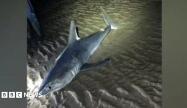 A porbeagle shark on the sand. The shark is a blue-grey colour with flashes of white on the fin and tail.  The sand is textured and there is a spotlight lighting up the back of shark against the dark