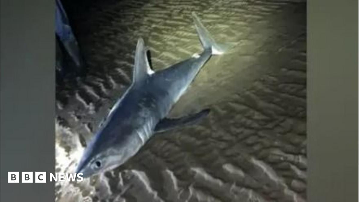 A porbeagle shark on the sand. The shark is a blue-grey colour with flashes of white on the fin and tail.  The sand is textured and there is a spotlight lighting up the back of shark against the dark