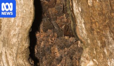 Endangered bogong moths swarming into homes across NSW
