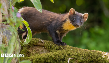A pine marten on a tree branch
