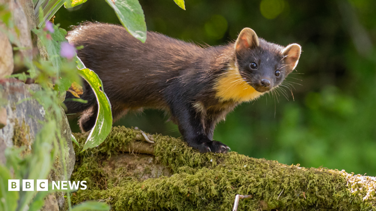 A pine marten on a tree branch