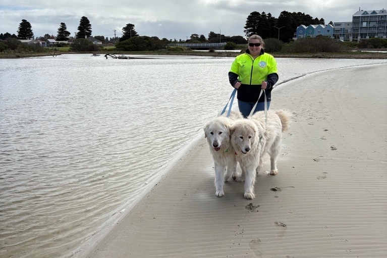 A woman walking two sheep dogs on a beach, just by the water.
