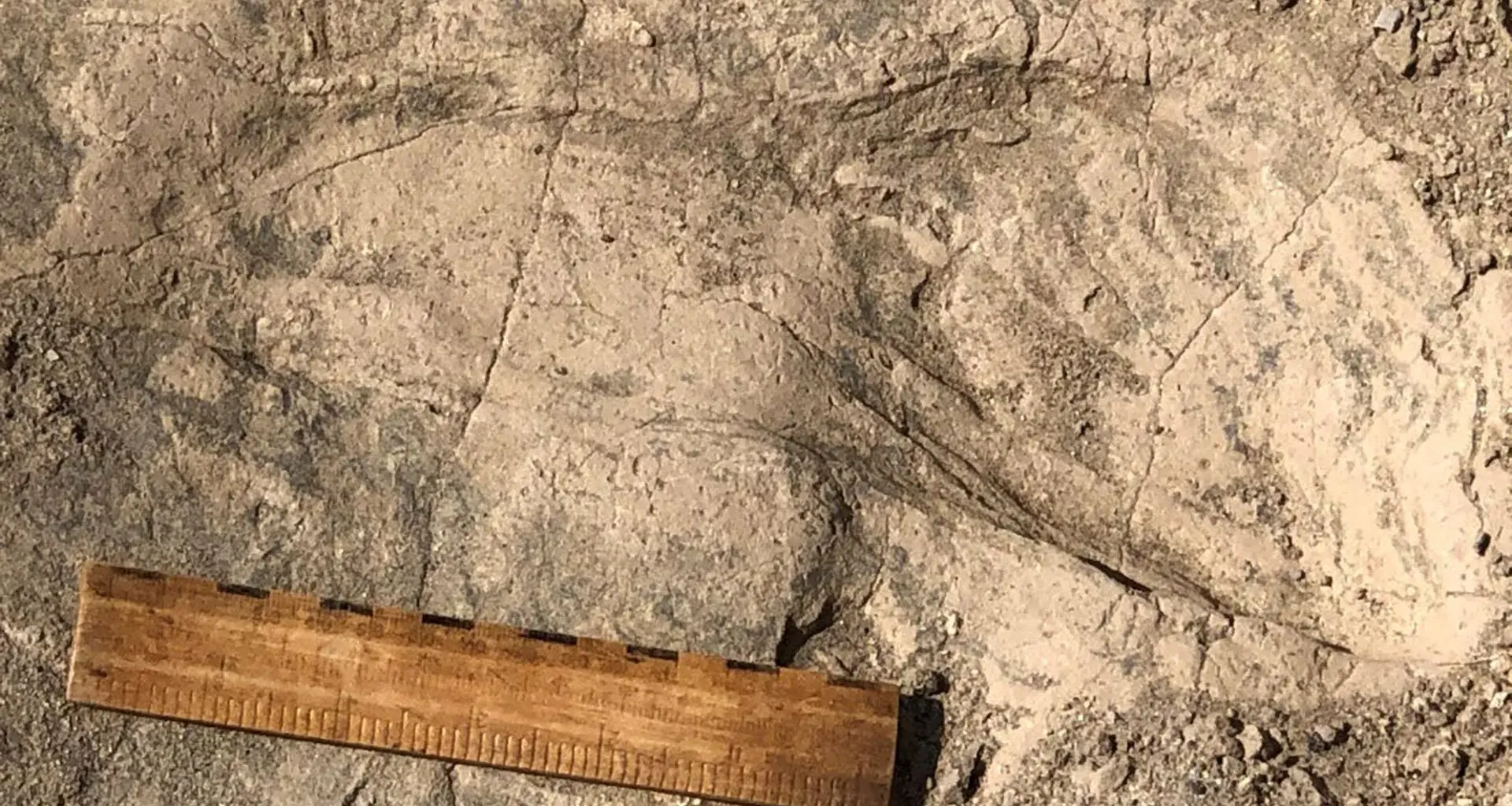 1.4-million-year-old footprints reveal a surprisingly large human relative