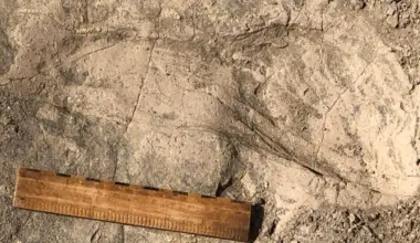 1.4-million-year-old footprints reveal a surprisingly large human relative