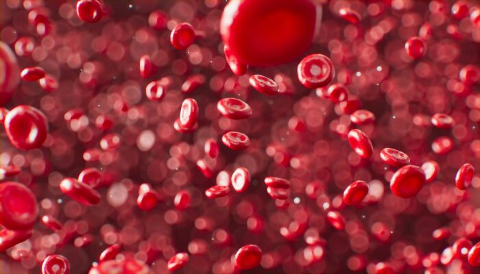 A close-up illustration of red blood cells, representing historical medical practices