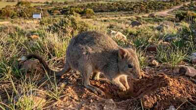 Australia brought back brush-tailed bettongs after more than a century of local extinction; the animals are now breeding and reshaping Yorke Peninsula