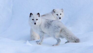 Arctic Fox facts