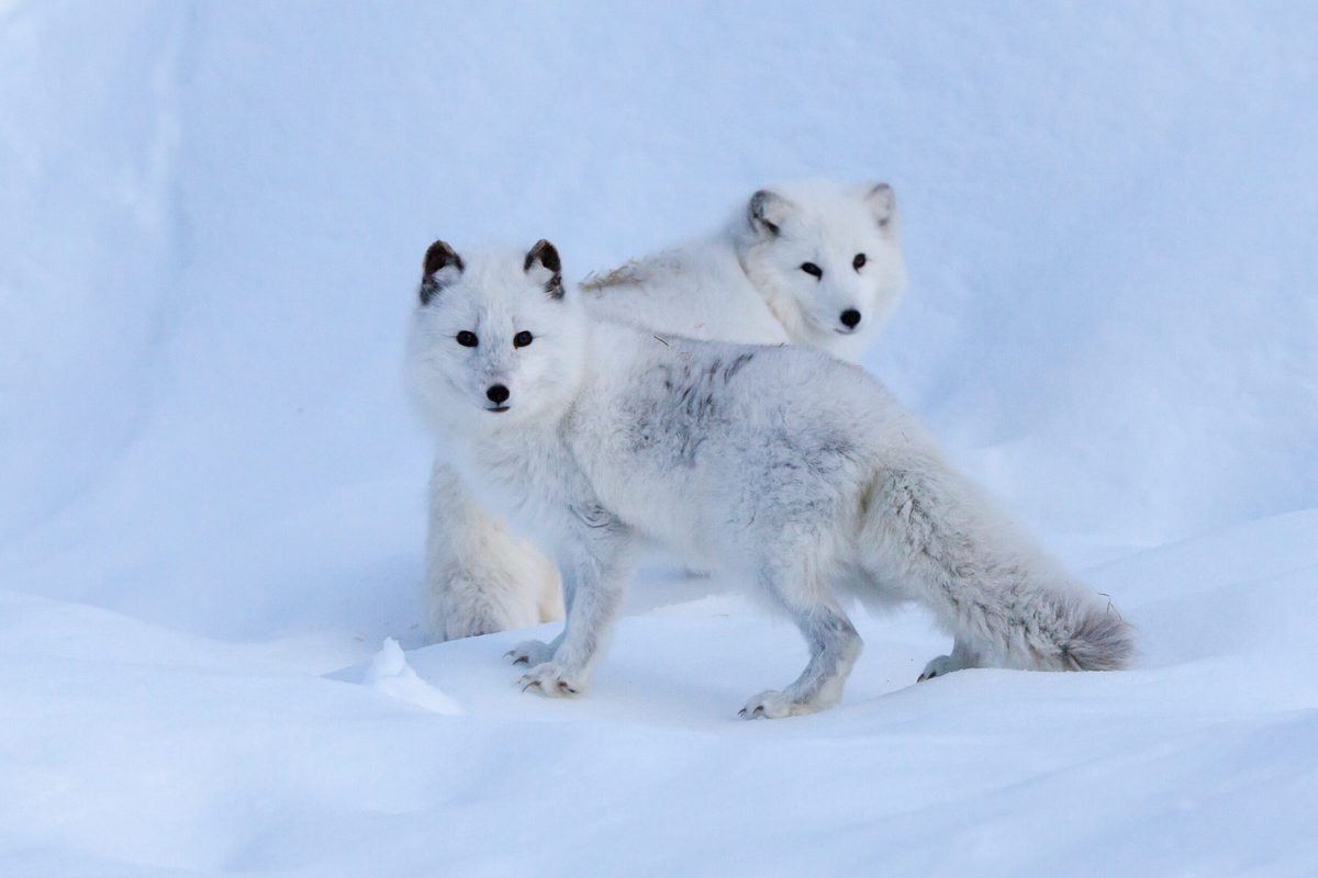 Arctic Fox facts