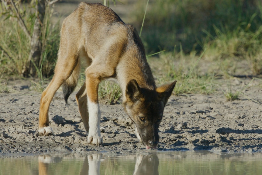 A tan dingo with white socks and black pine fur and snout leans forward at a shallow water edge to drink.
