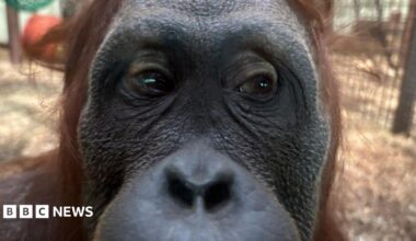 A close up image of Nettie with her big nose up against the camera. Her hair is red brown and her face is black and wrinkled