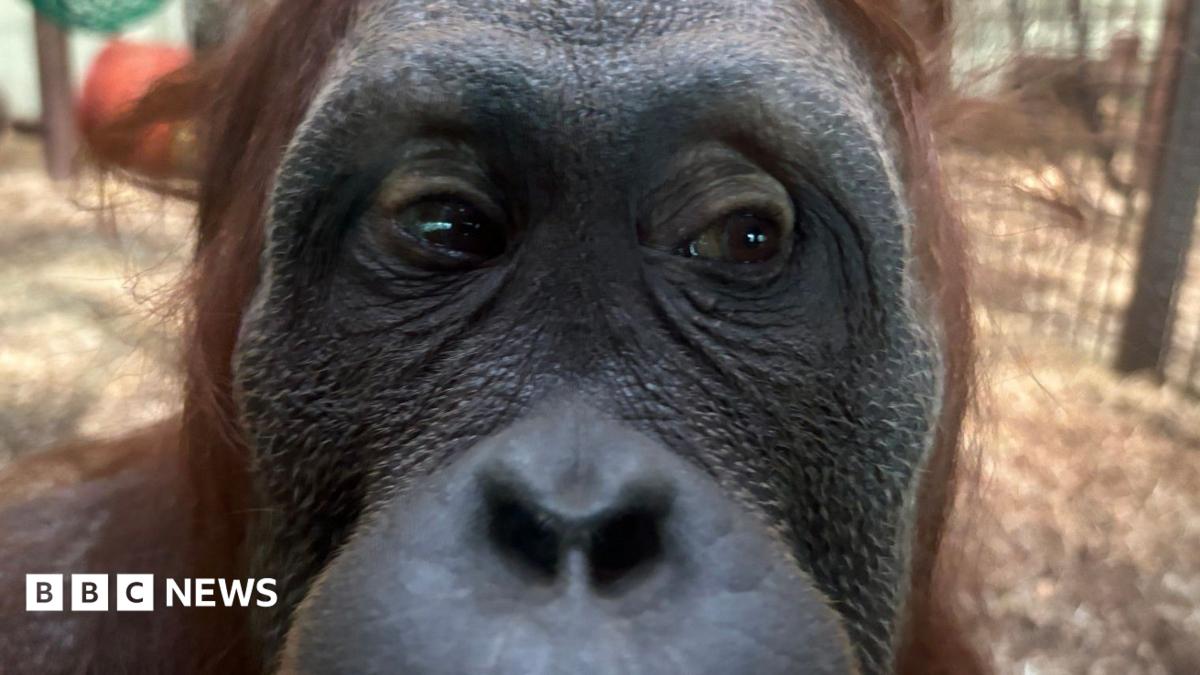 A close up image of Nettie with her big nose up against the camera. Her hair is red brown and her face is black and wrinkled