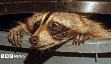 A raccoon pokes out of a bin