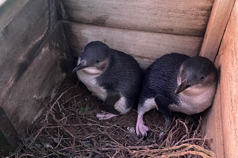 Two little penguins huddle together inside a wooden nesting box.