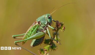 A green cricket clinging onto a stalk.